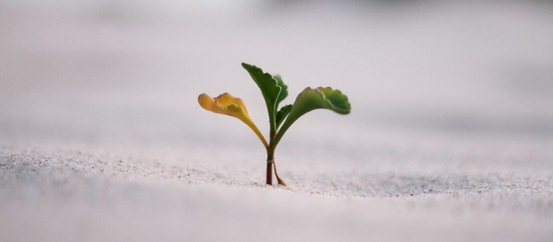 beautiful-closeup-shot-yellow-green-plant-sand_181624-3877